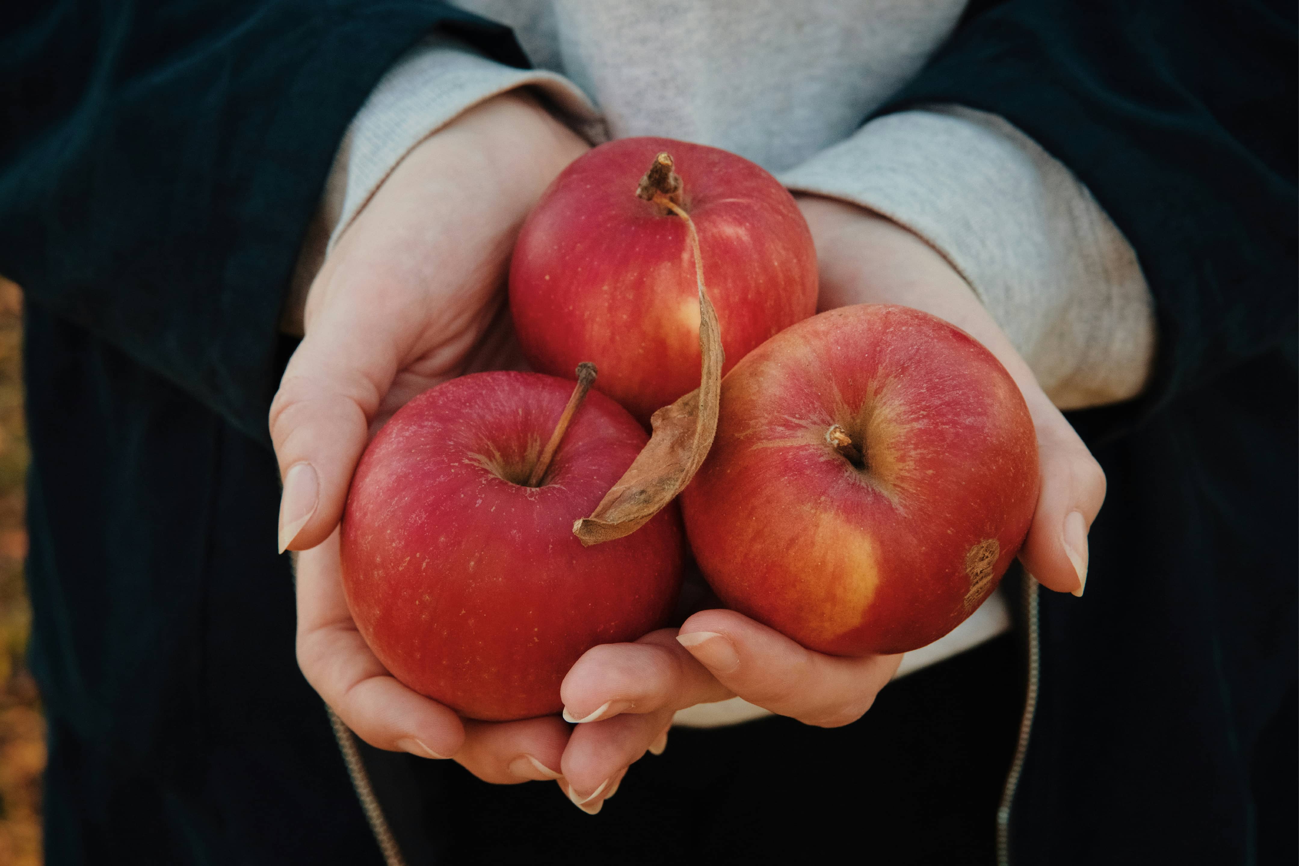 Apple Harvest