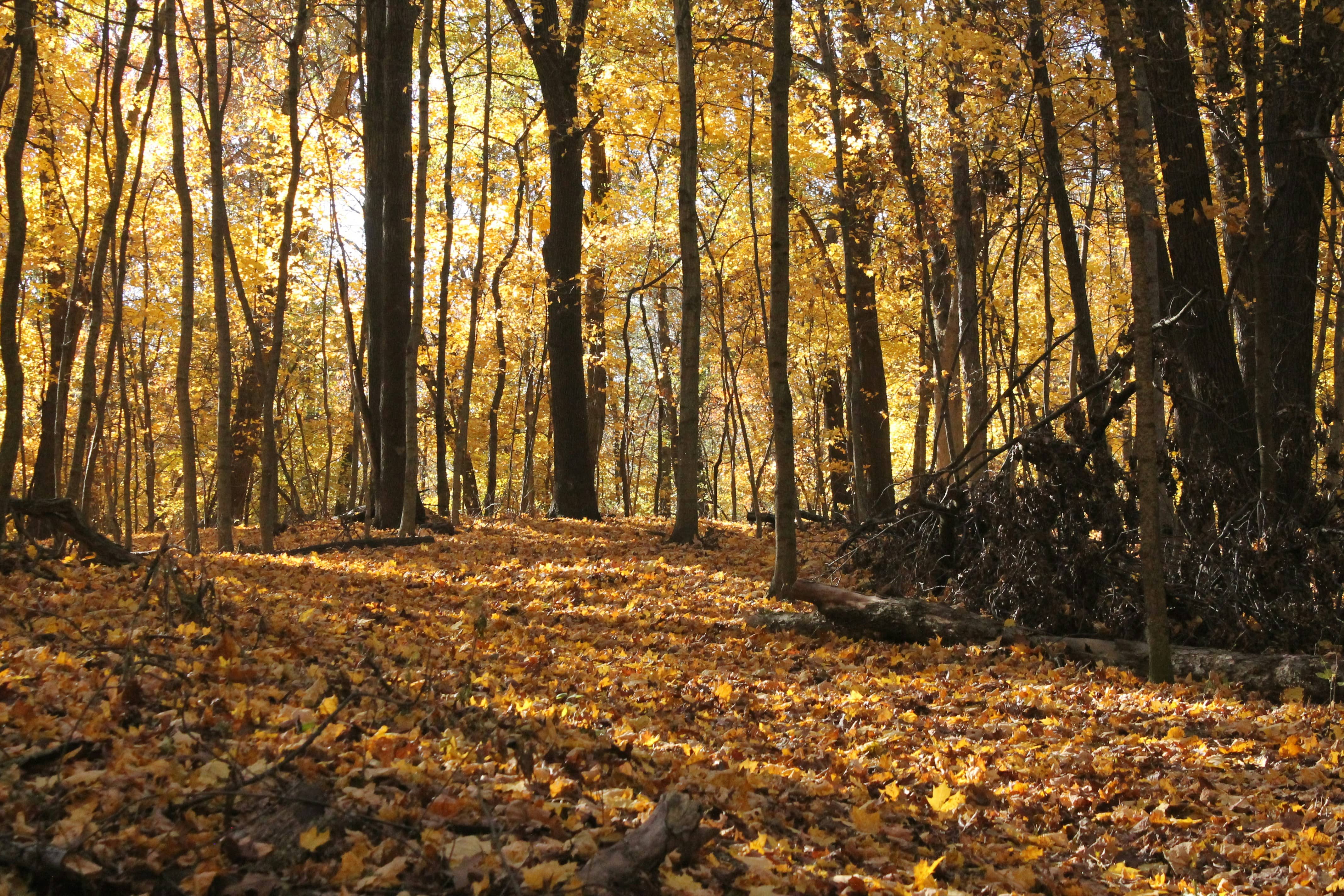 Autumn Woods