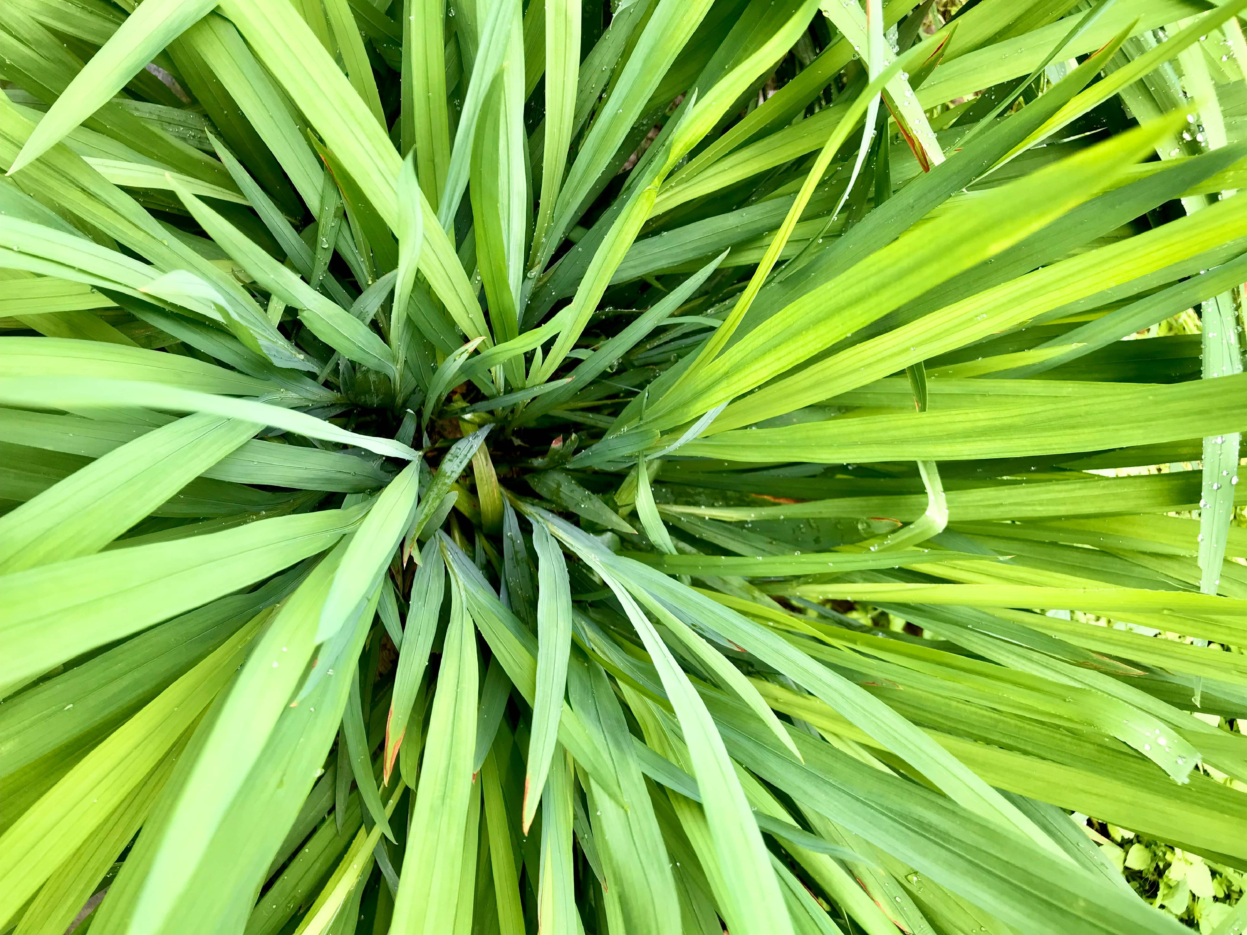 Citronella