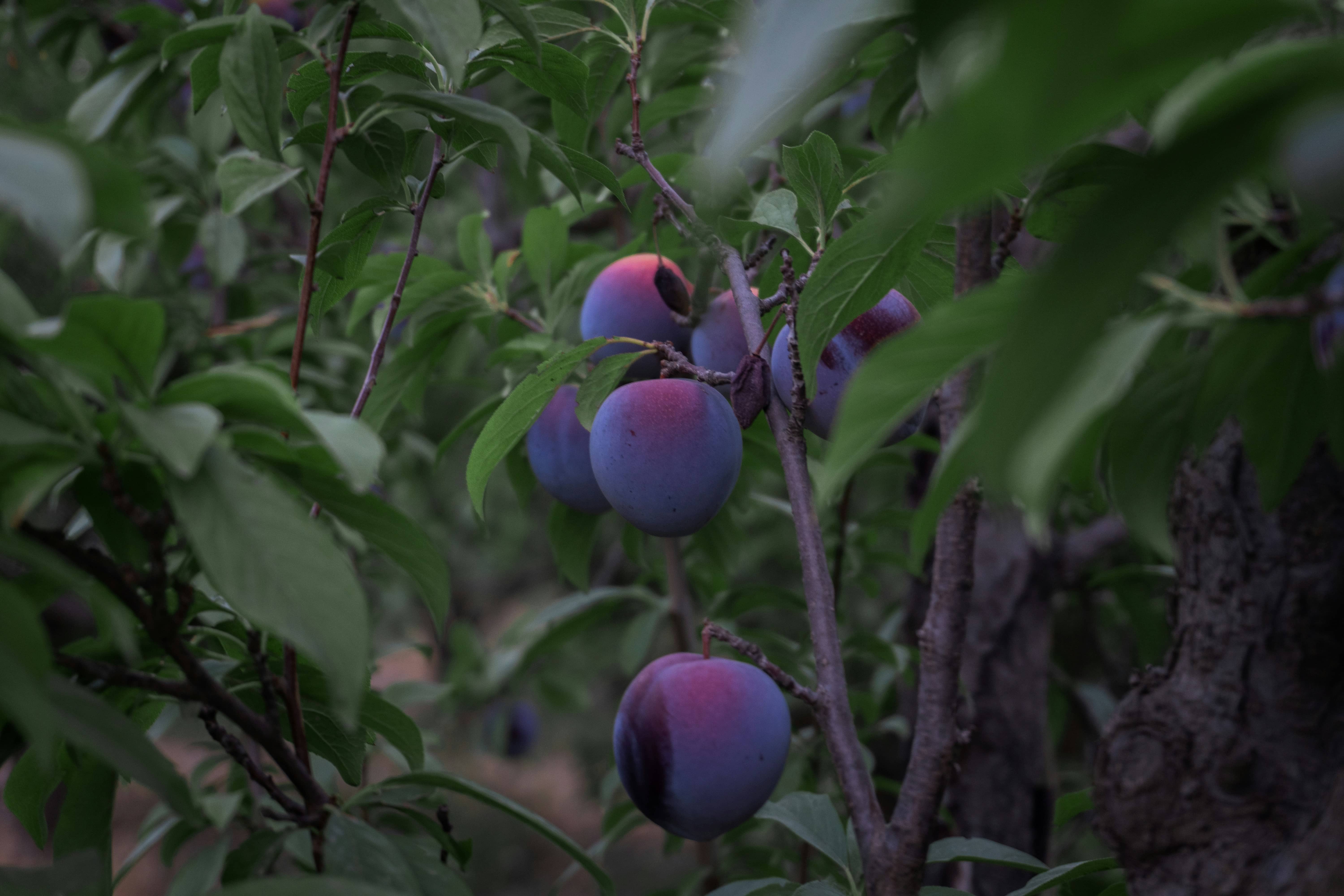 Dark Orchard