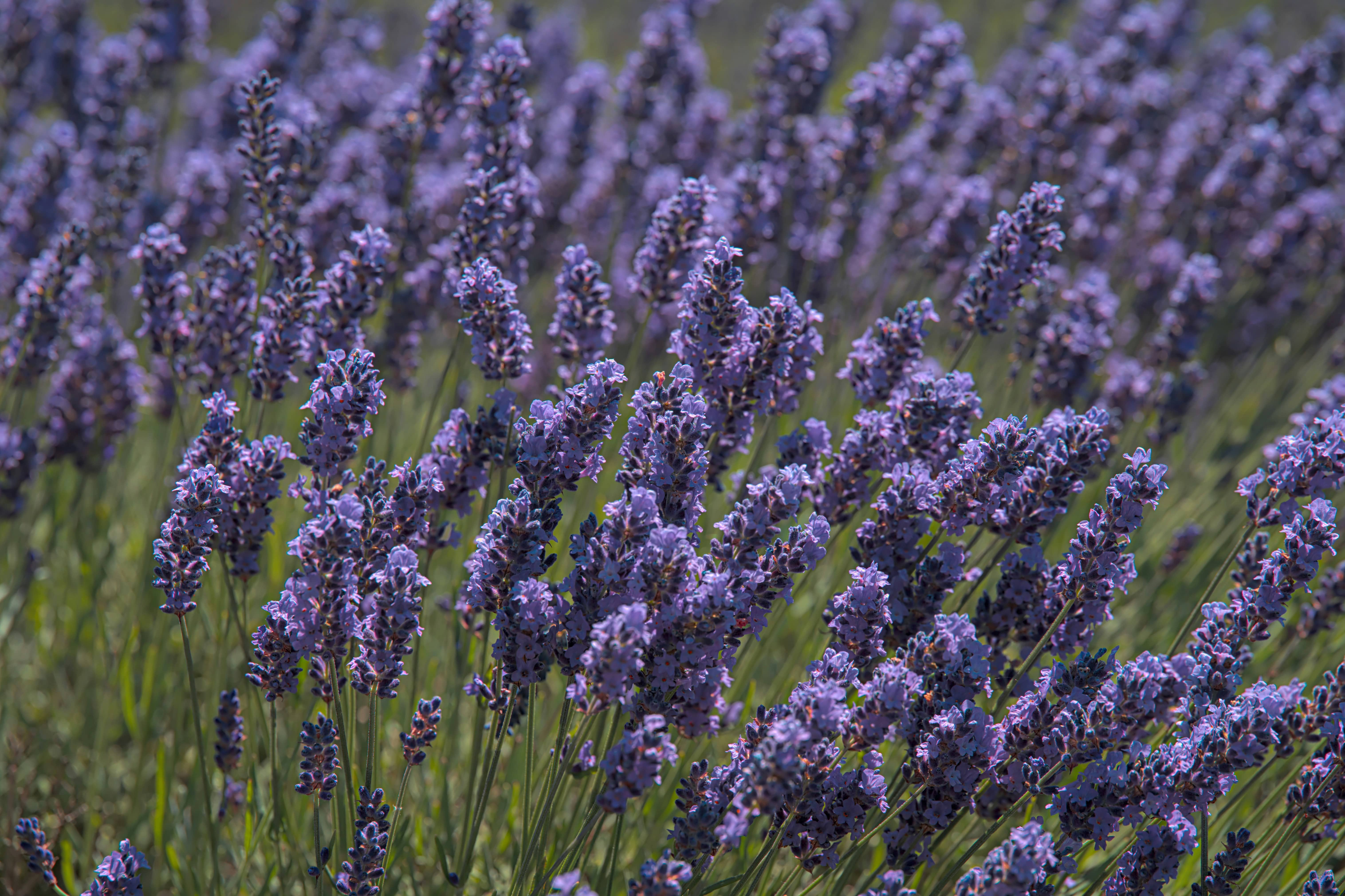 Lavender Flowers