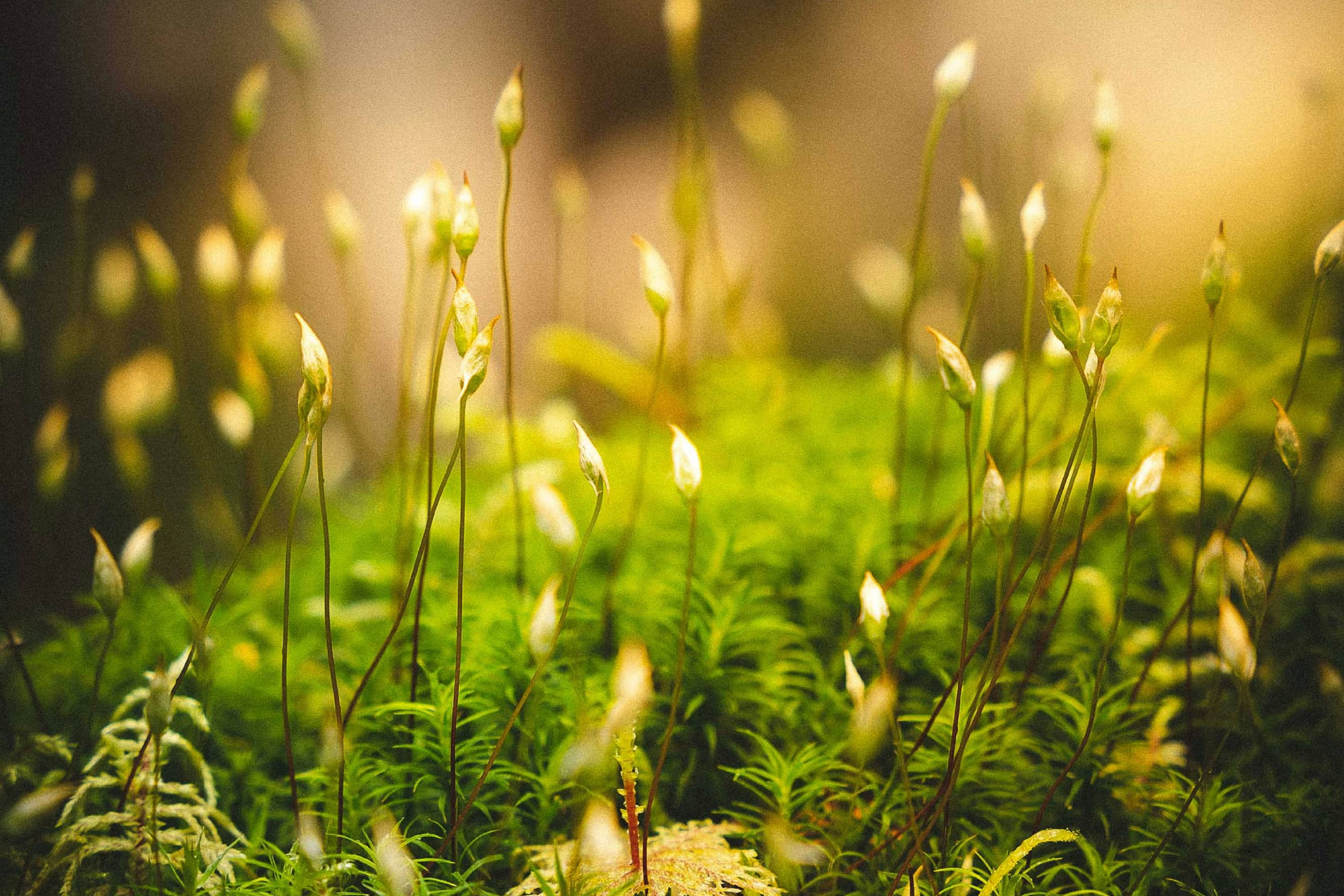 Oakmoss & Amber