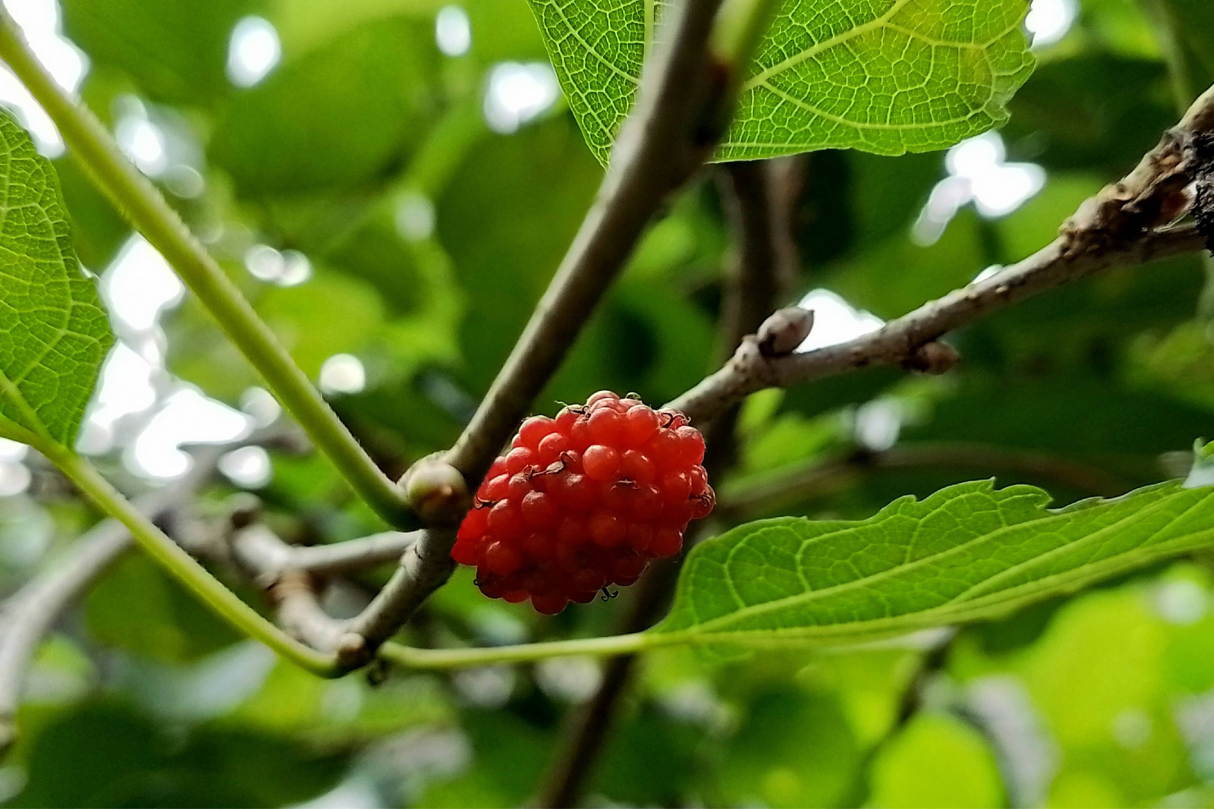 Tayberry + Teakwood