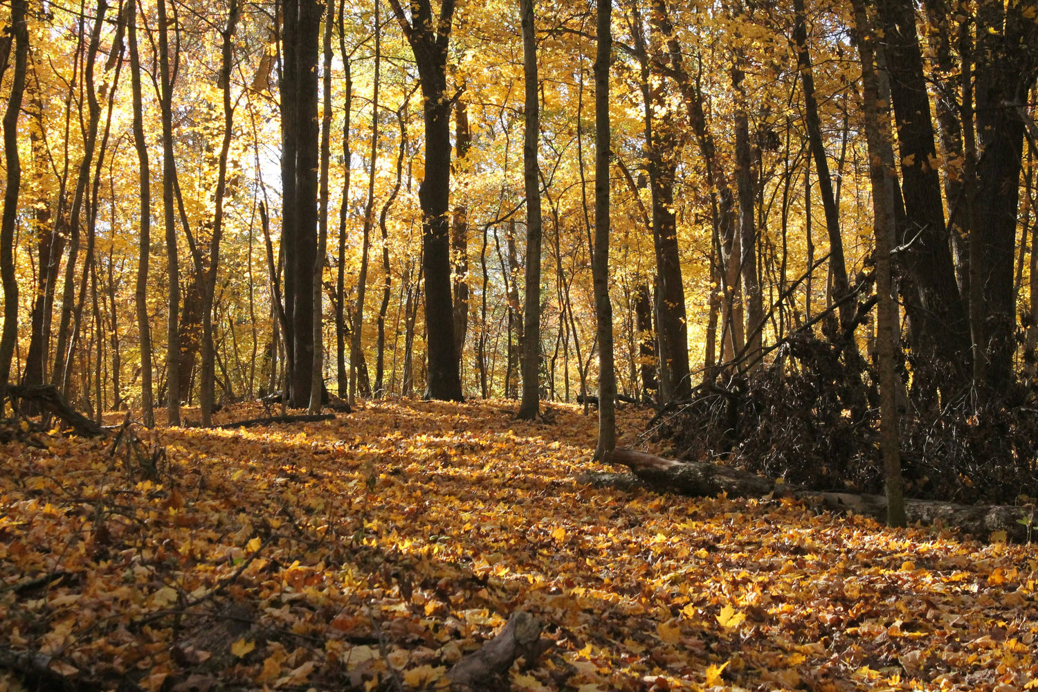 Autumn Woods