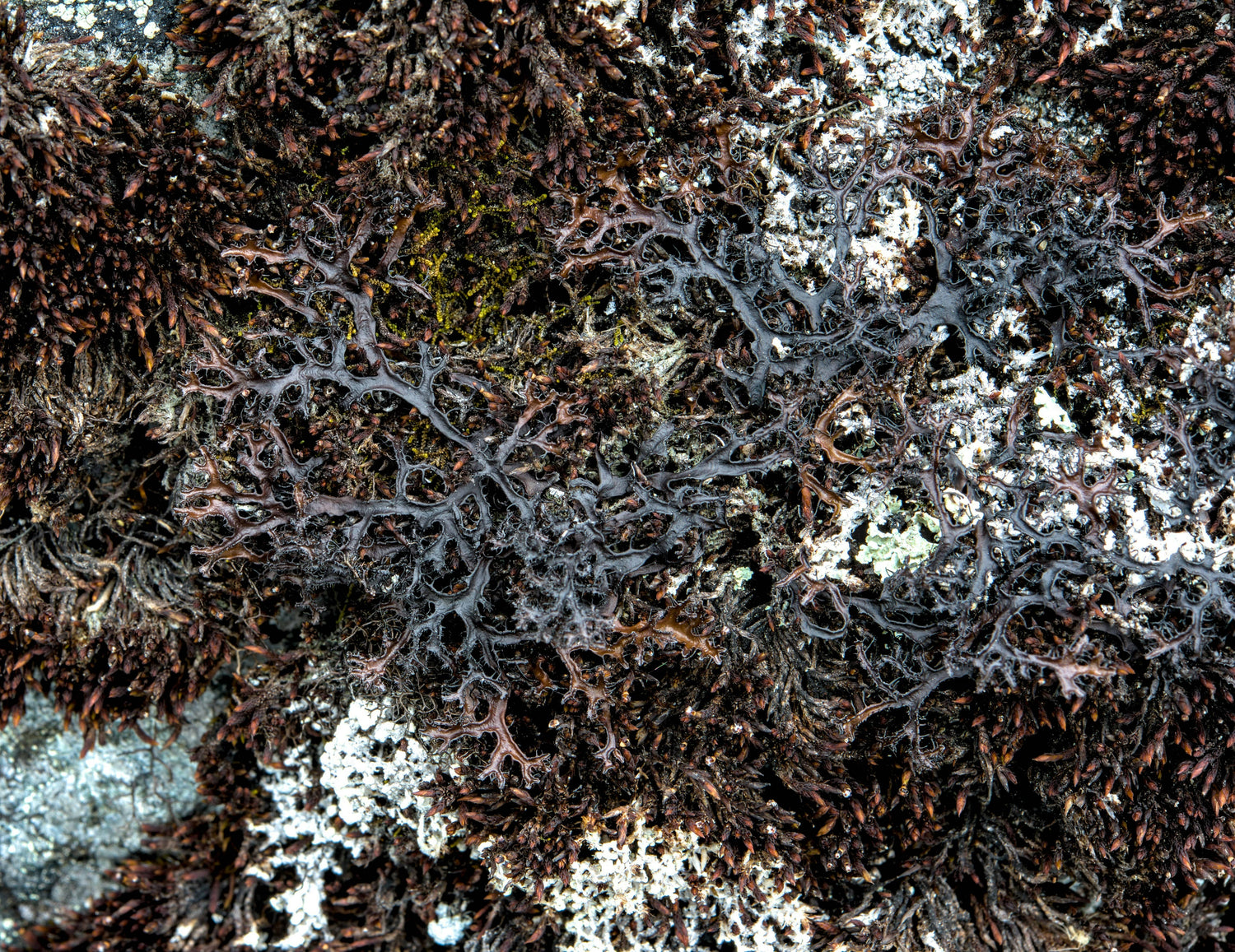 Black Coral + Moss