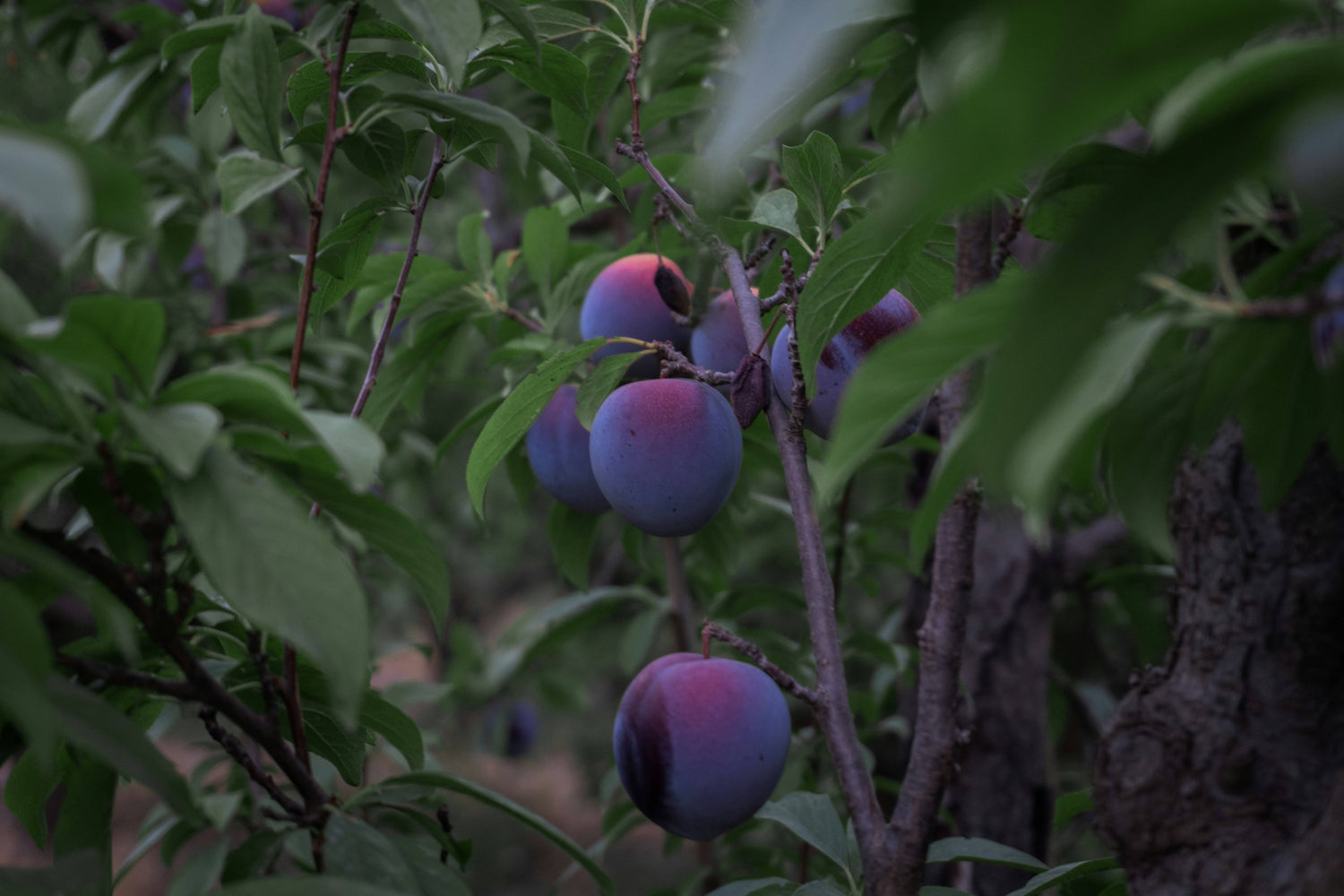 Dark Orchard