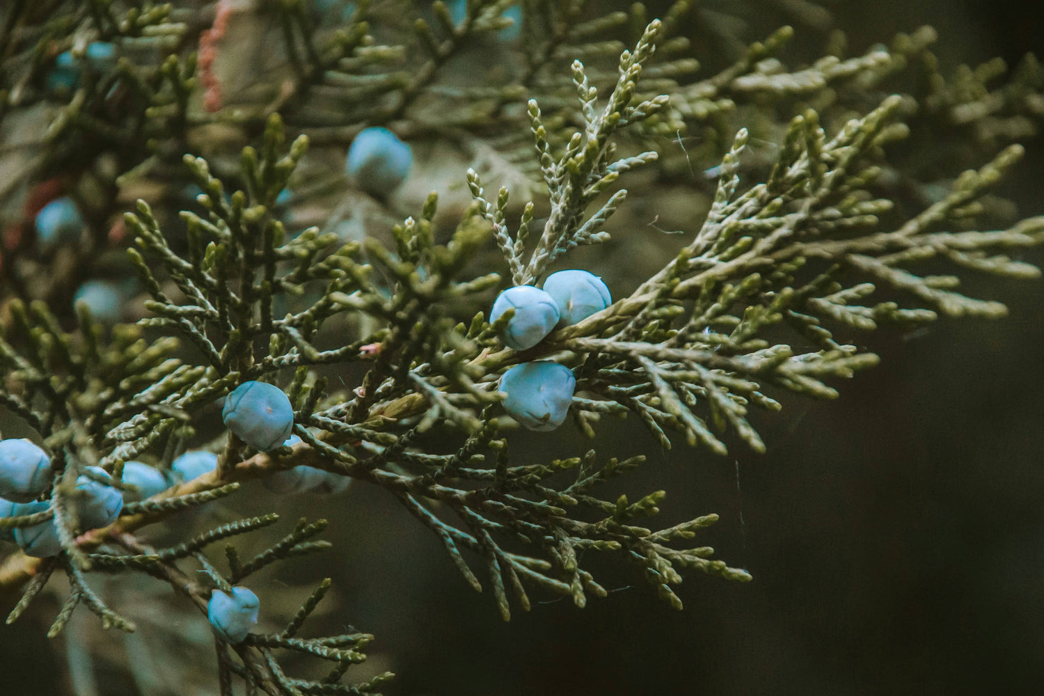 Frosted Juniper
