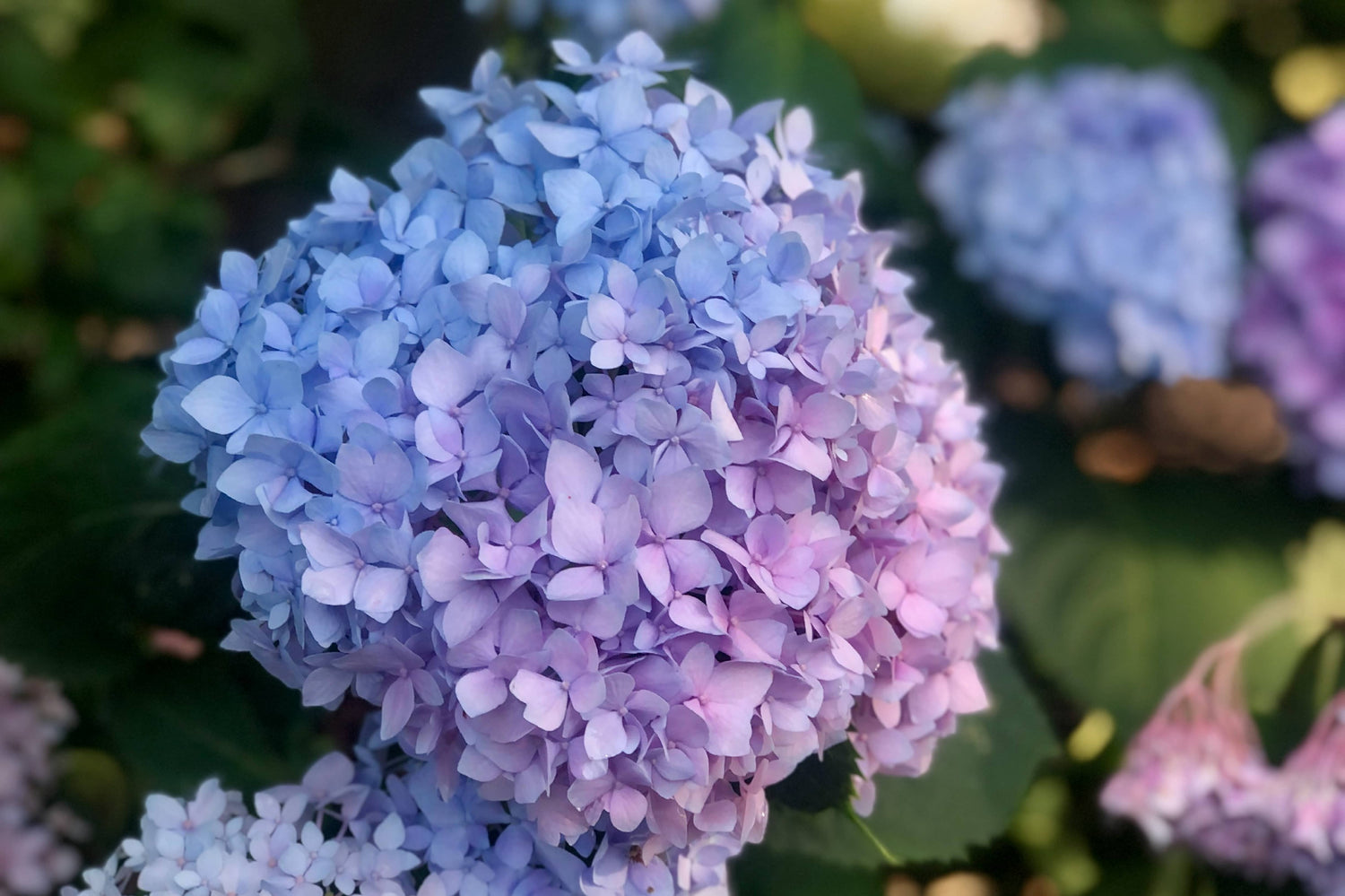 Hydrangea