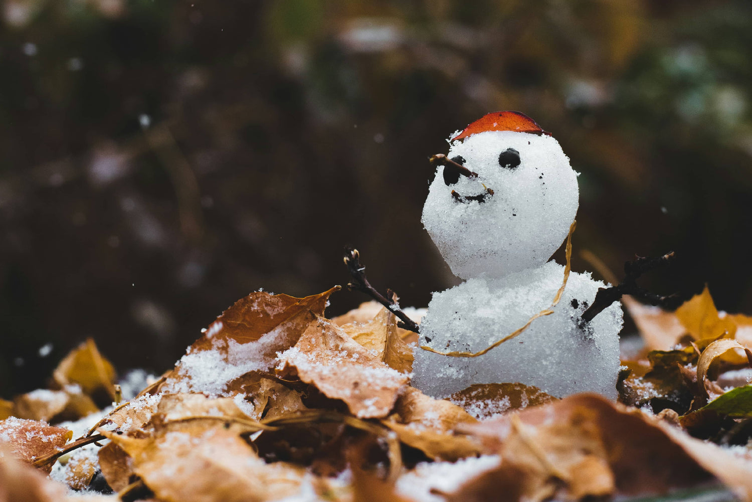 Seasonal Favorites Collection