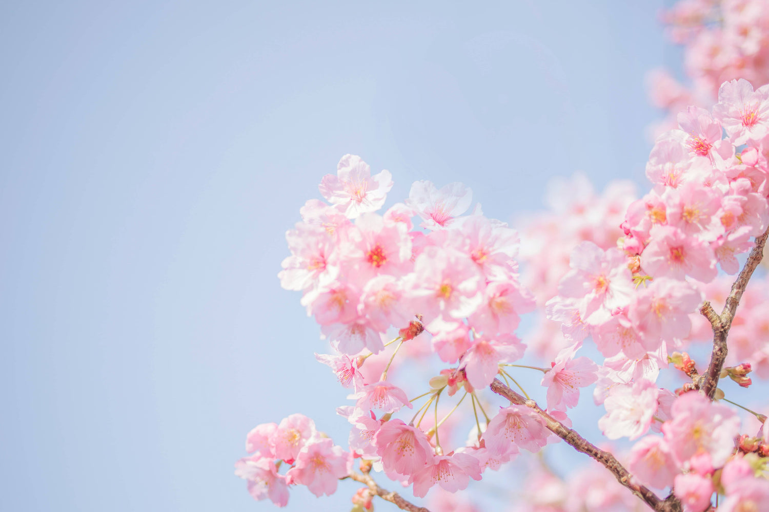 Spring Refresh