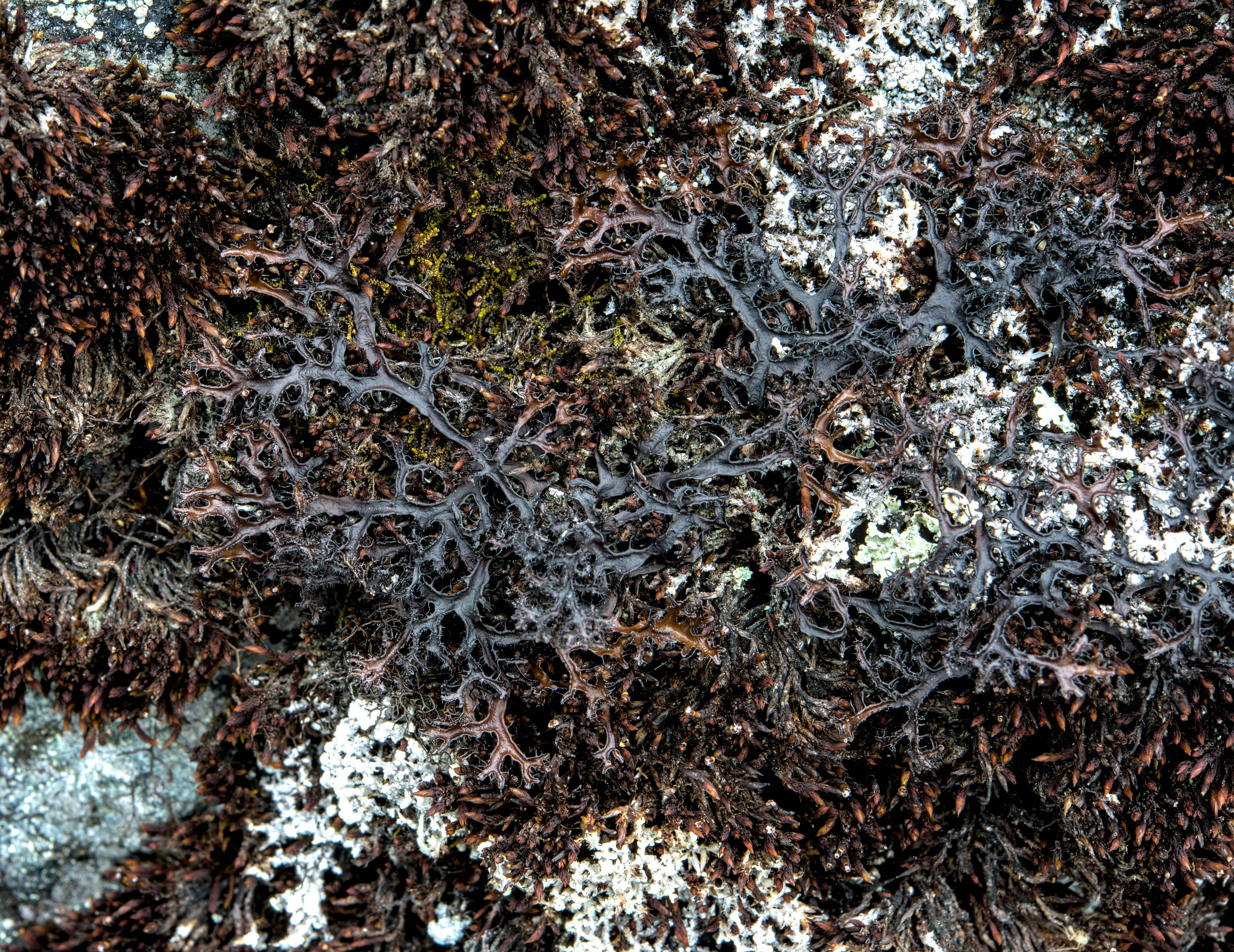 Black Coral + Moss